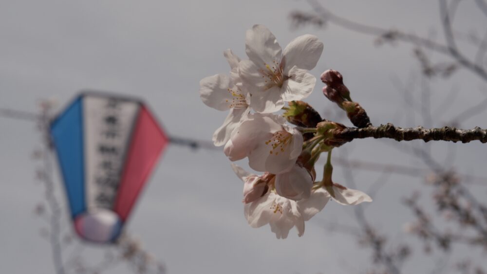 丸亀城の桜