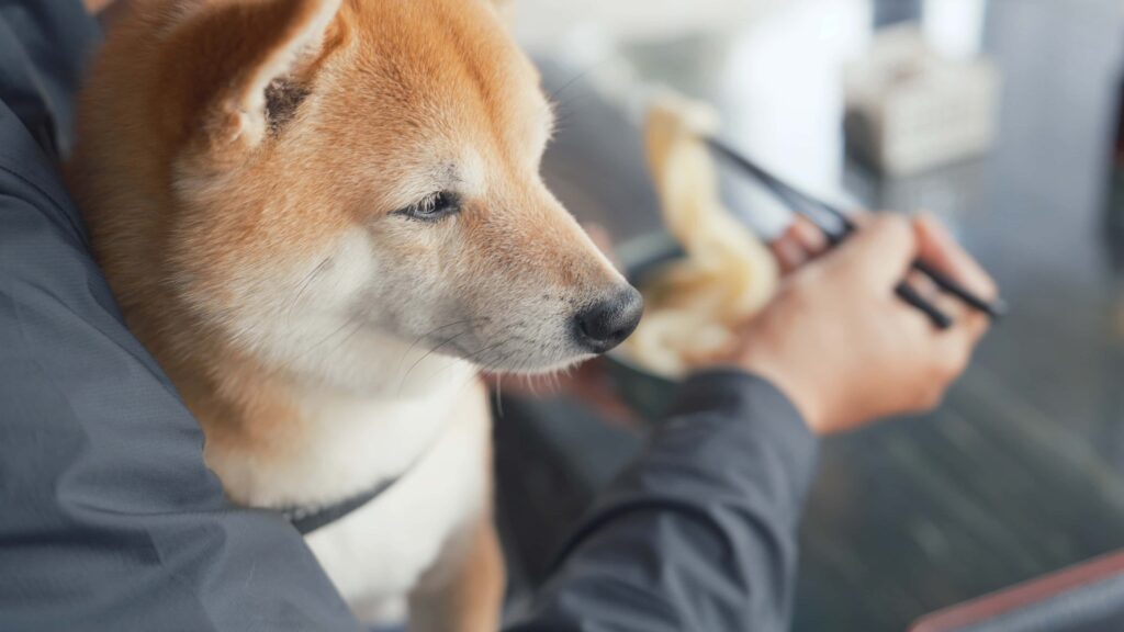 肉わさび漬けぶっかけ