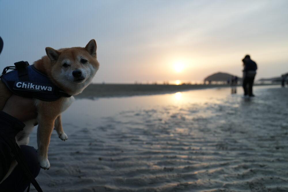 夕日とちくわ